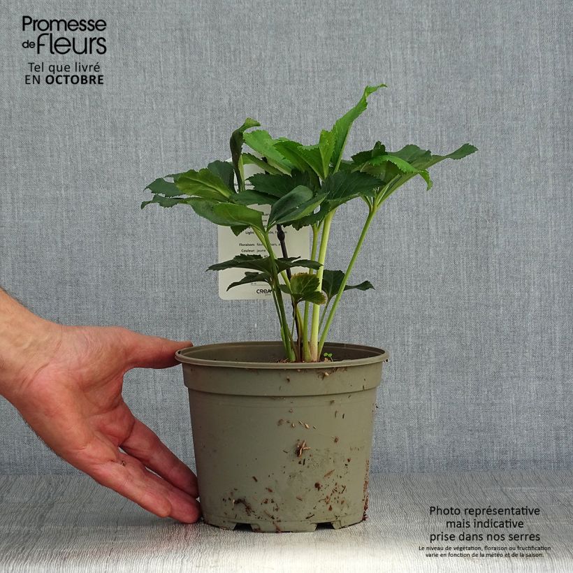 Esemplare di Helleborus Super Yellow - Elleboro Vaso da 2L/3L come consegnato in autunno