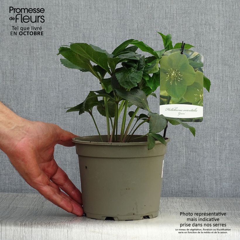 Esemplare di Helleborus Green-flowered - Elleboro Vaso da 2L/3L come consegnato in autunno