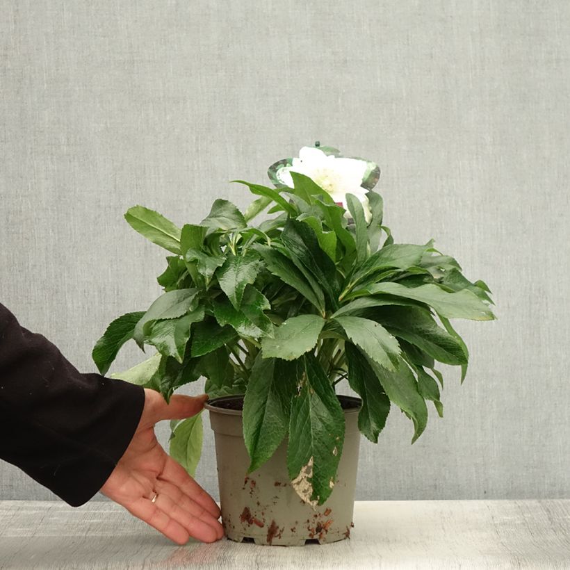Esemplare di Helleborus ViV Amalia - Elleboro Vaso da 2L/3L come consegnato in autunno