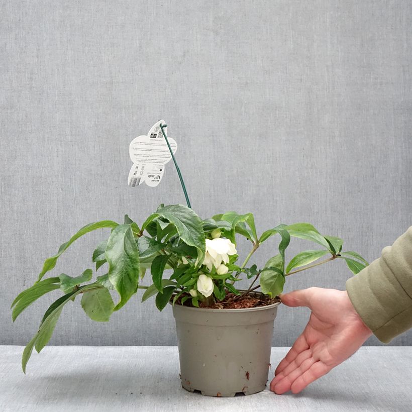 Helleborus ViV Amalia - Elleboro Vaso da 2L/3L esemplare consegnato in inverno