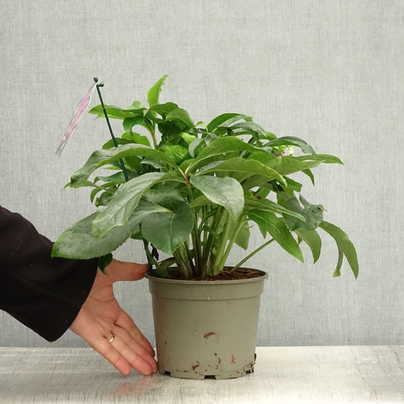 Esemplare di Helleborus ViV Ariana - Elleboro Vaso da 2L/3L come consegnato in autunno