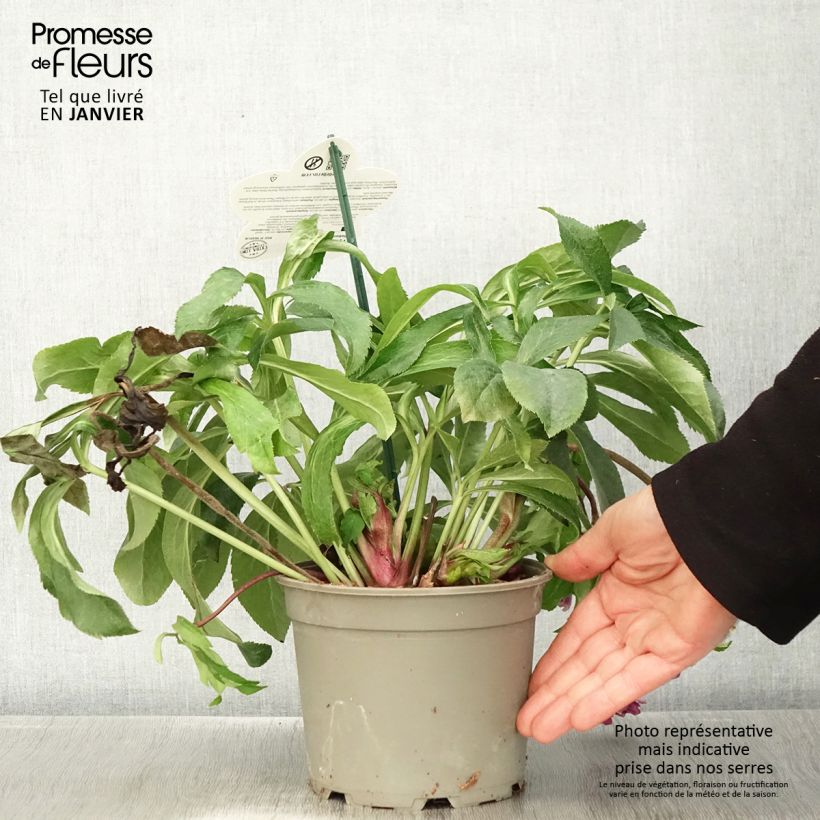 Helleborus ViV Ariana - Elleboro Vaso da 2L/3L esemplare consegnato in inverno