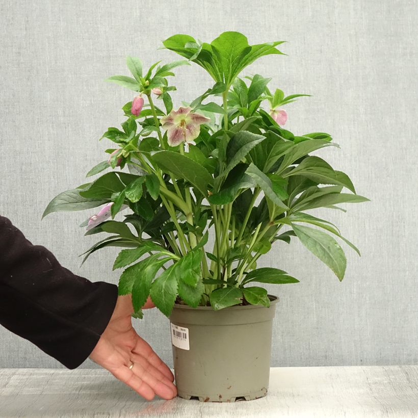 Esemplare di Helleborus ViV Batista - Elleboro Vaso da 2L/3L come consegnato in autunno
