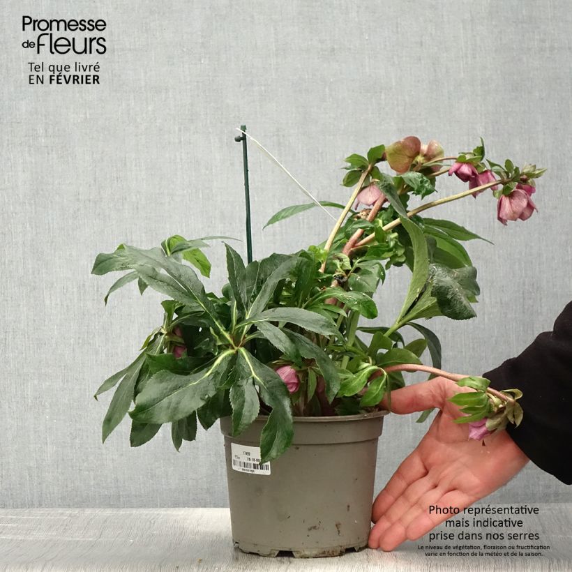 Helleborus ViV Carlotta - Elleboro Vaso da 2L/3L esemplare consegnato in inverno