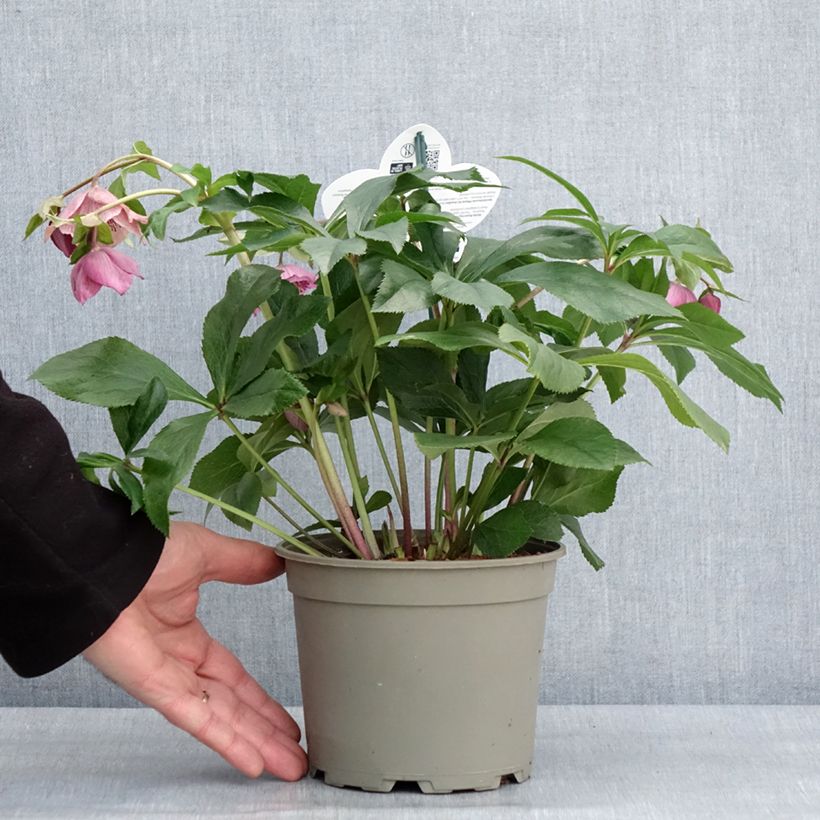 Helleborus ViV Celestina - Elleboro Vaso da 2L/3L esemplare consegnato in inverno
