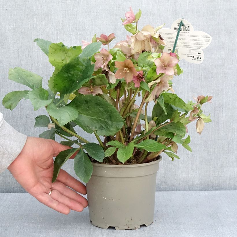 Helleborus orientalis ViV Diana - Elleboro orientale Vaso da 2L/3L esemplare consegnato in primavera