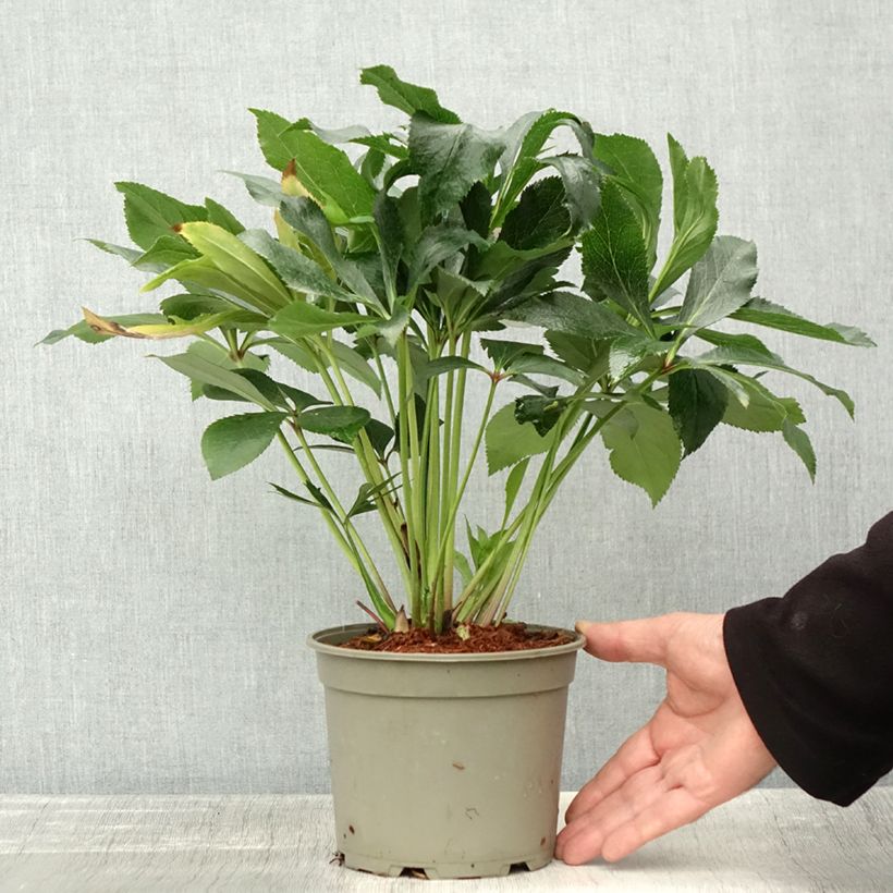 Esemplare di Helleborus ViV Elena - Elleboro Vaso da 2L/3L come consegnato in autunno