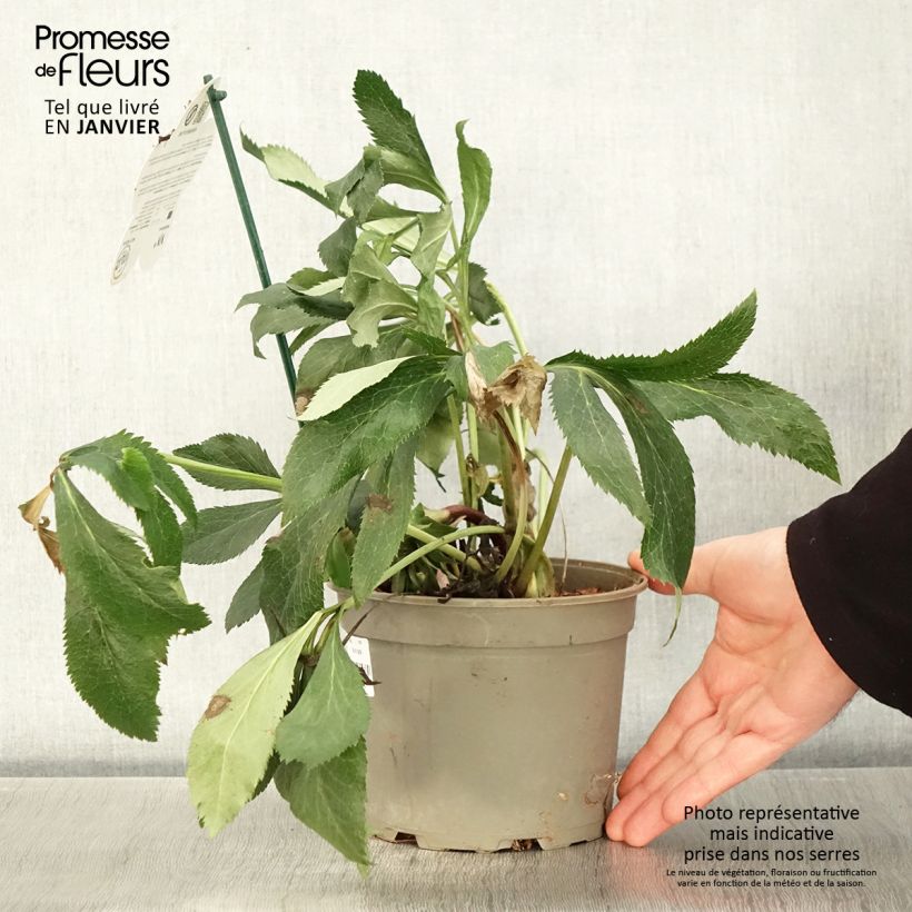 Helleborus ViV Elena - Elleboro Vaso da 2L/3L esemplare consegnato in inverno