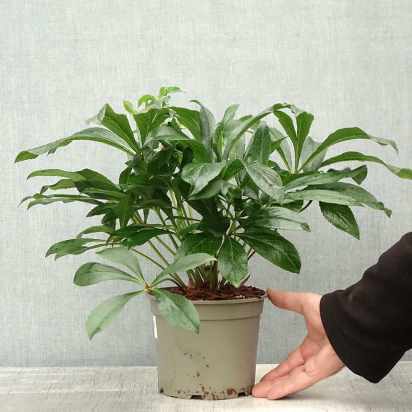 Esemplare di Helleborus ViV Eleonora - Elleboro Vaso da 2L/3L come consegnato in autunno
