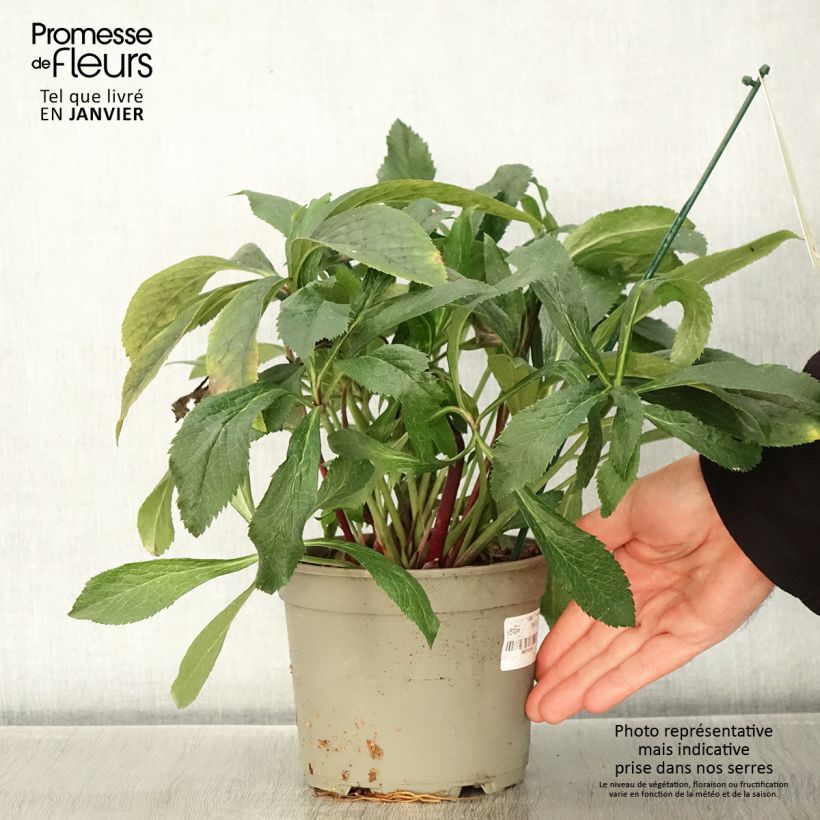 Helleborus ViV Eleonora - Elleboro Vaso da 2L/3L esemplare consegnato in inverno