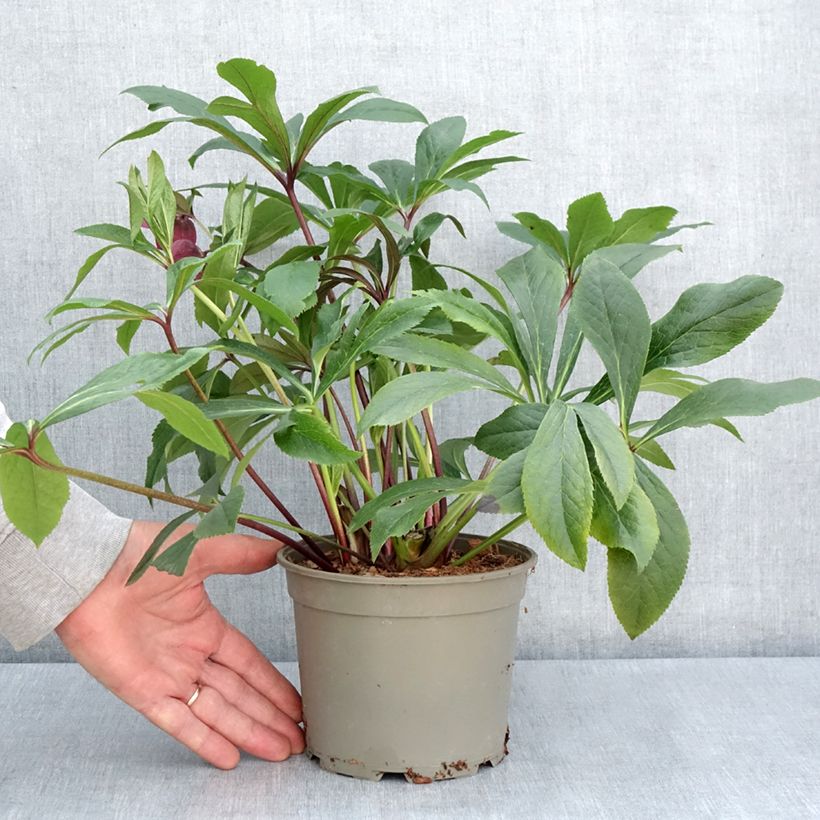Helleborus ViV Eleonora - Elleboro Vaso da 2L/3L esemplare consegnato in primavera