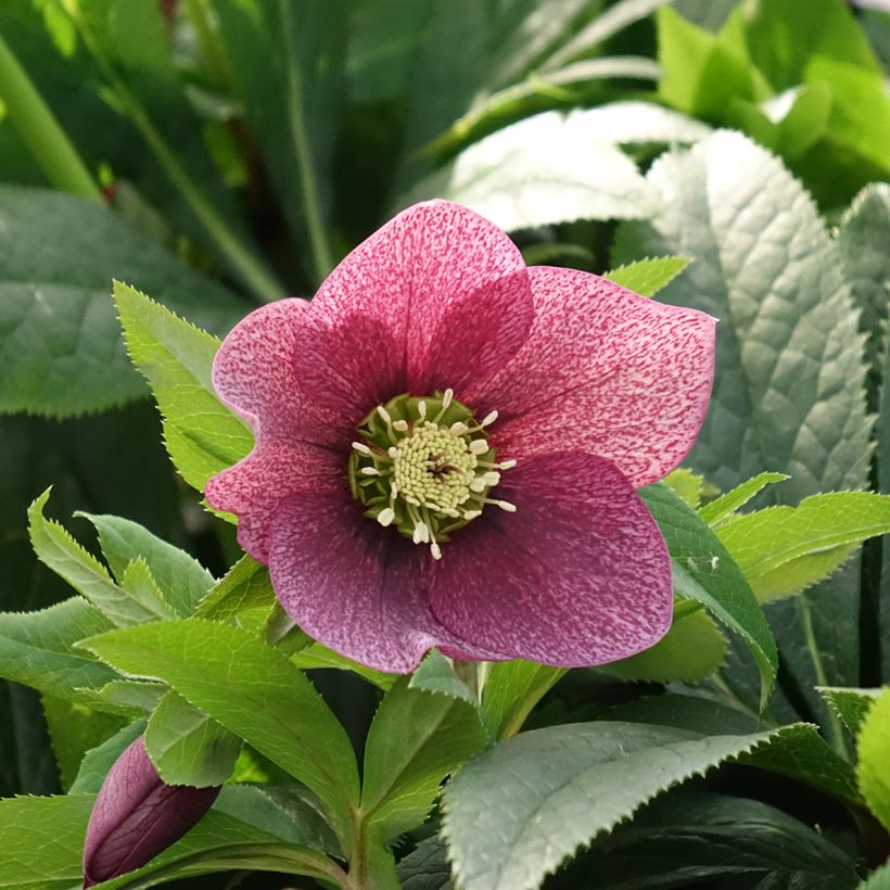 Helleborus ViV Eloisa - Elleboro (Fioritura)