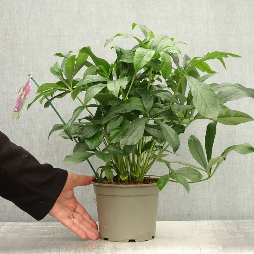 Esemplare di Helleborus ViV Elsa - Elleboro Vaso da 2L/3L come consegnato in autunno
