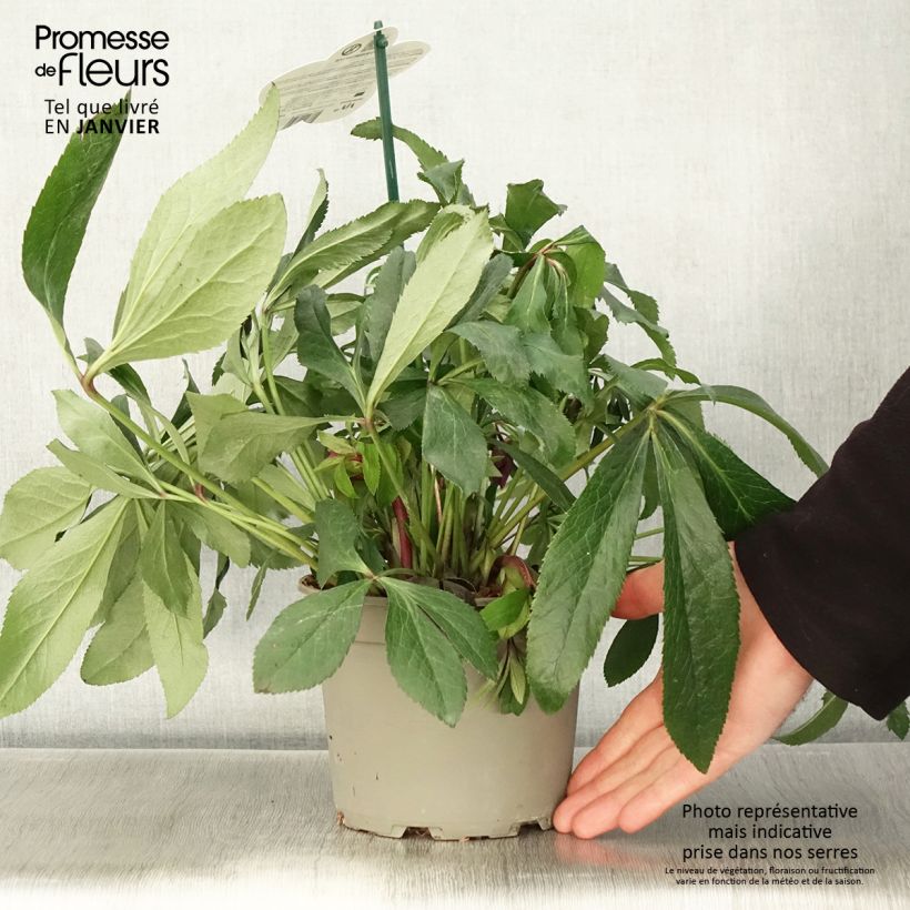 Helleborus ViV Elsa - Elleboro Vaso da 2L/3L esemplare consegnato in inverno
