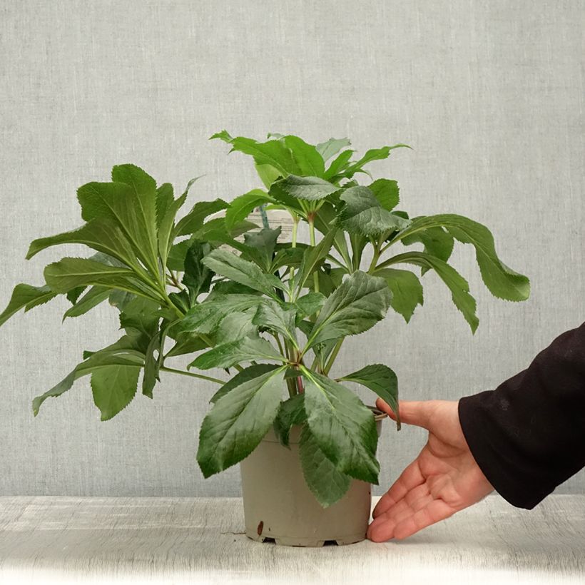 Esemplare di Helleborus ViV Fiorentina - Elleboro Vaso da 2L/3L come consegnato in autunno