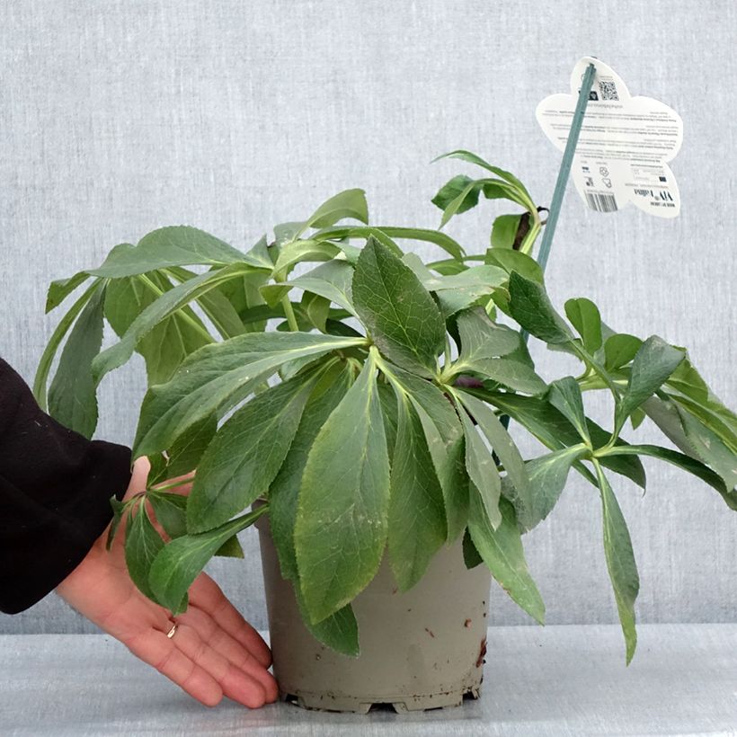 Helleborus ViV Halina - Elleboro Vaso da 2L/3L esemplare consegnato in inverno