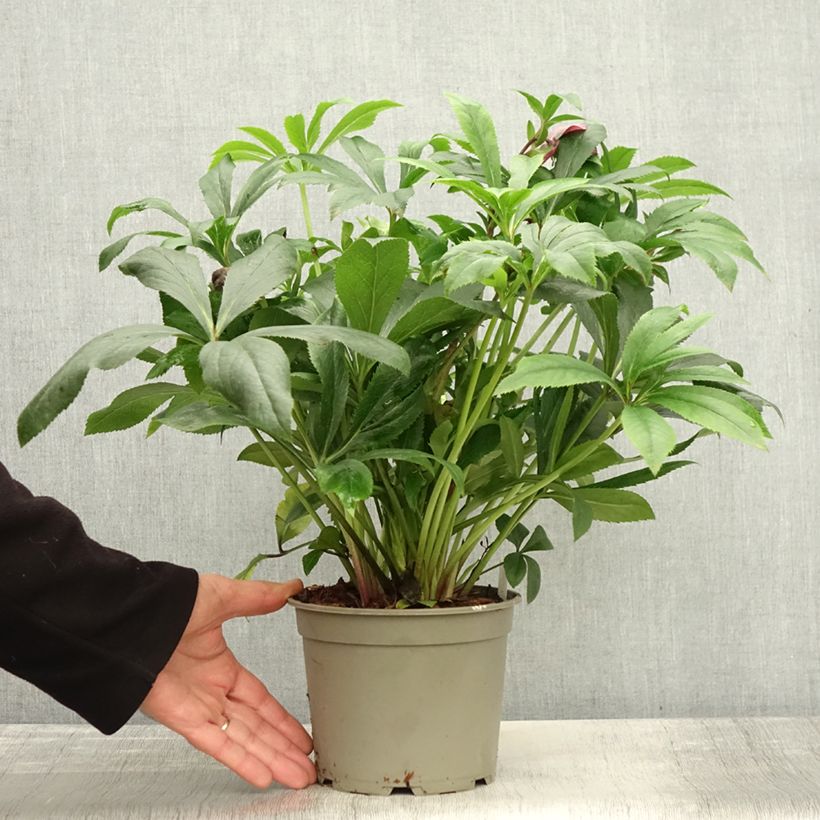 Esemplare di Helleborus ViV Liliana - Elleboro Vaso da 2L/3L come consegnato in autunno