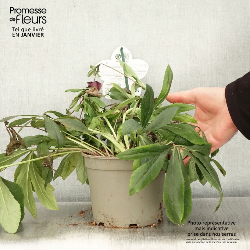Helleborus ViV Liliana - Elleboro Vaso da 2L/3L esemplare consegnato in inverno