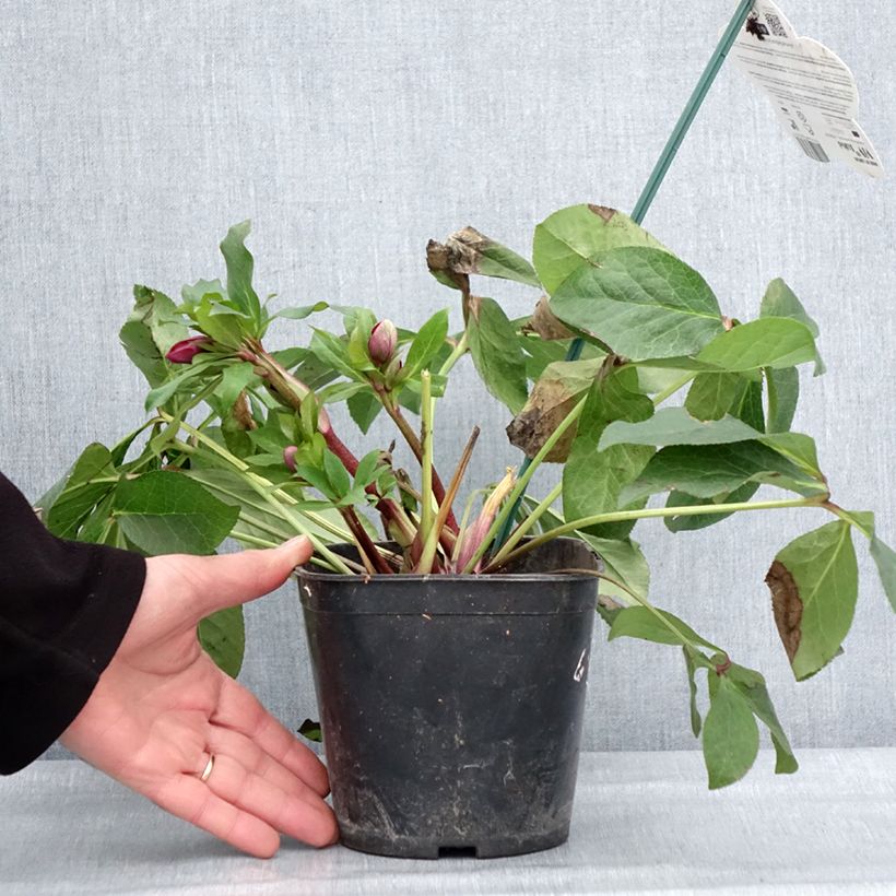 Helleborus Luisa - Elleboro Vaso da 2L/3L esemplare consegnato in inverno
