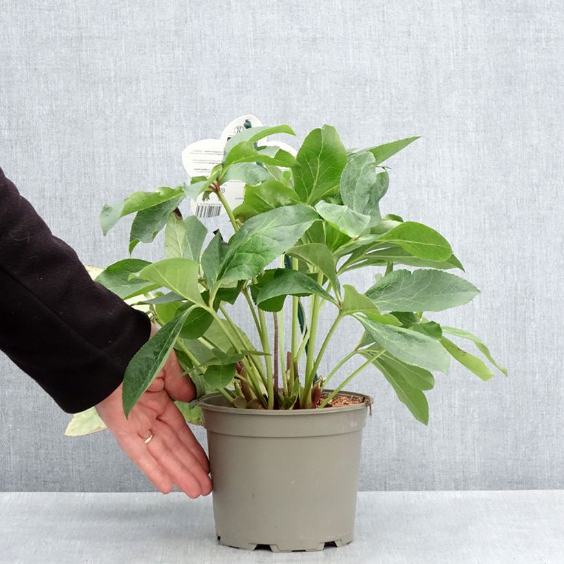 Helleborus Luisa - Elleboro Vaso da 2L/3L esemplare consegnato in primavera