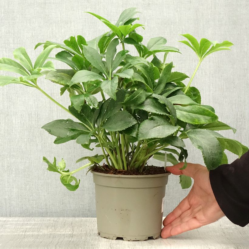 Esemplare di Helleborus ViV Milana - Elleboro Vaso da 2L/3L come consegnato in autunno