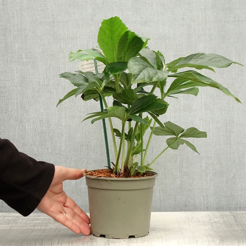 Esemplare di Helleborus ViV Patrizia - Elleboro Vaso da 2L/3L come consegnato in autunno