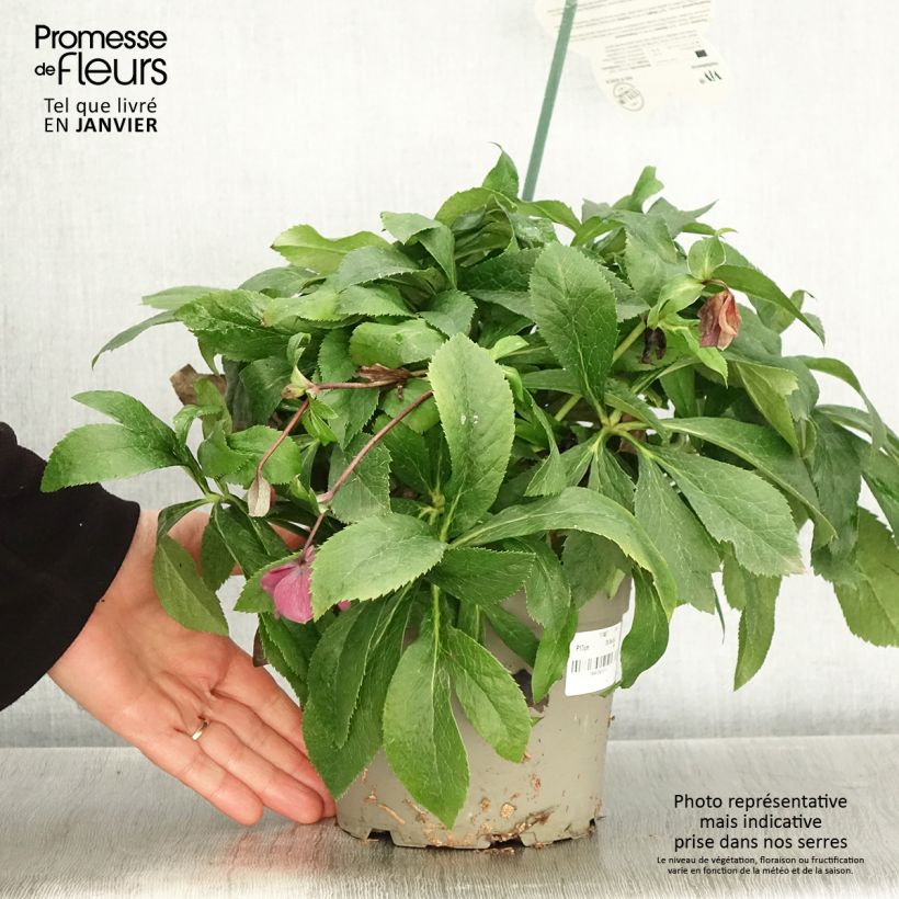 Helleborus ViV Patrizia - Elleboro Vaso da 2L/3L esemplare consegnato in inverno