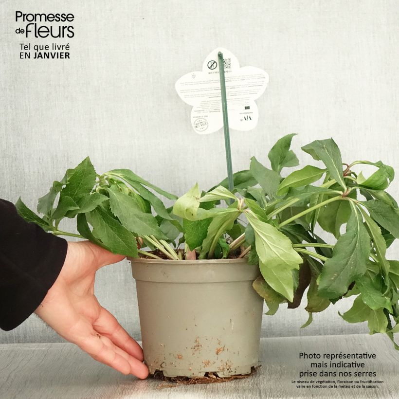 Helleborus ViV Rosa - Elleboro Vaso da 2L/3L esemplare consegnato in inverno