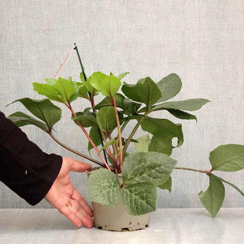 Esemplare di Helleborus ViV Scarletta - Elleboro Vaso da 1L/1,5L come consegnato in autunno