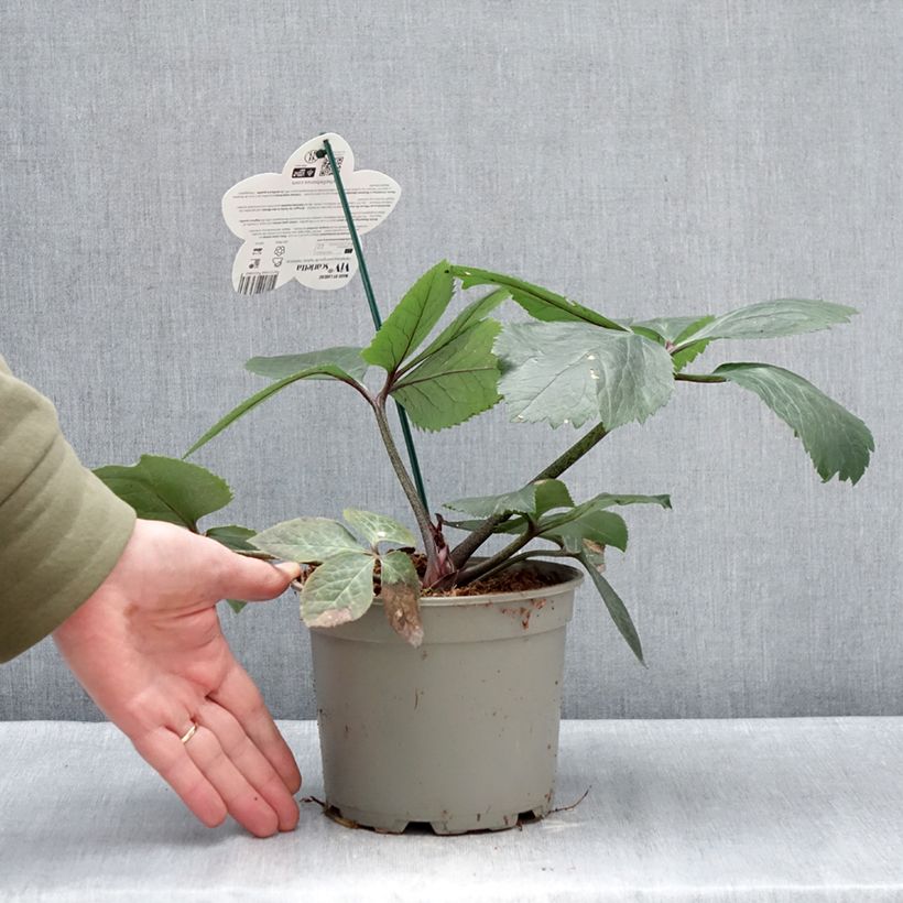 Helleborus ViV Scarletta - Elleboro Vaso da 1L/1,5L esemplare consegnato in inverno