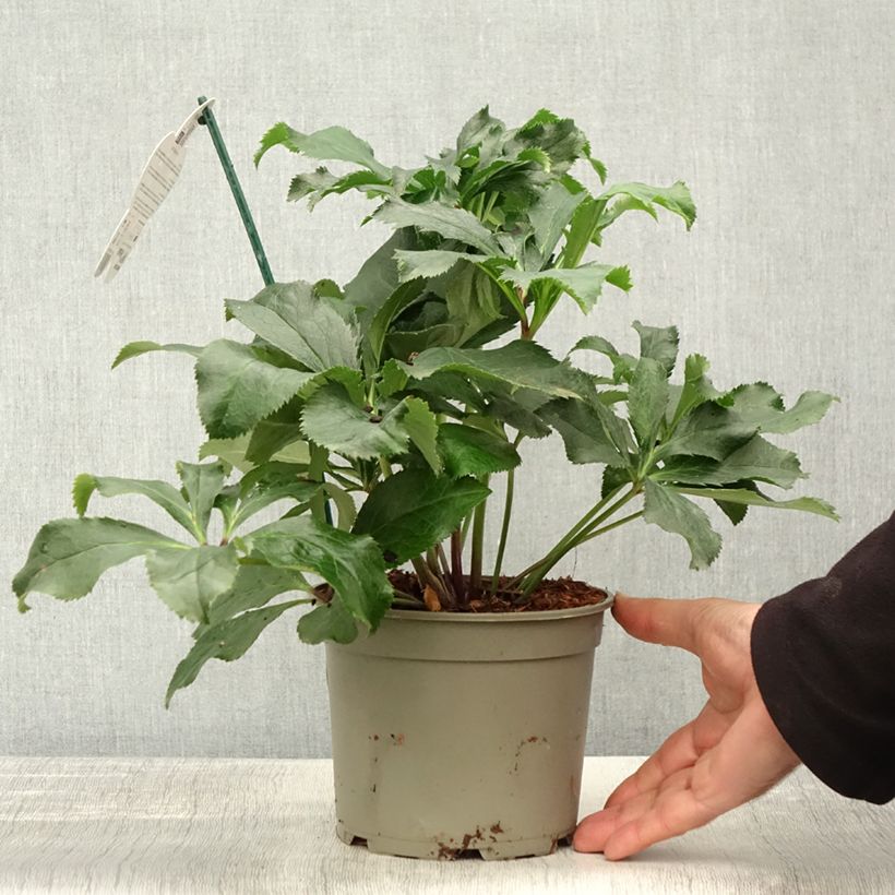 Esemplare di Helleborus ViV Stefania - Elleboro Vaso da 2L/3L come consegnato in autunno