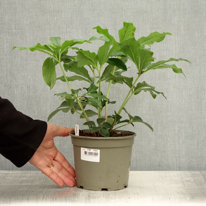 Esemplare di Helleborus ViV Suzanna - Elleboro Vaso da 2L/3L come consegnato in autunno