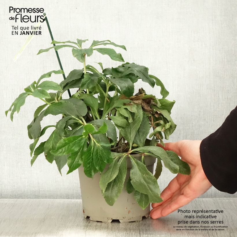 Helleborus ViV Suzanna - Elleboro Vaso da 2L/3L esemplare consegnato in inverno