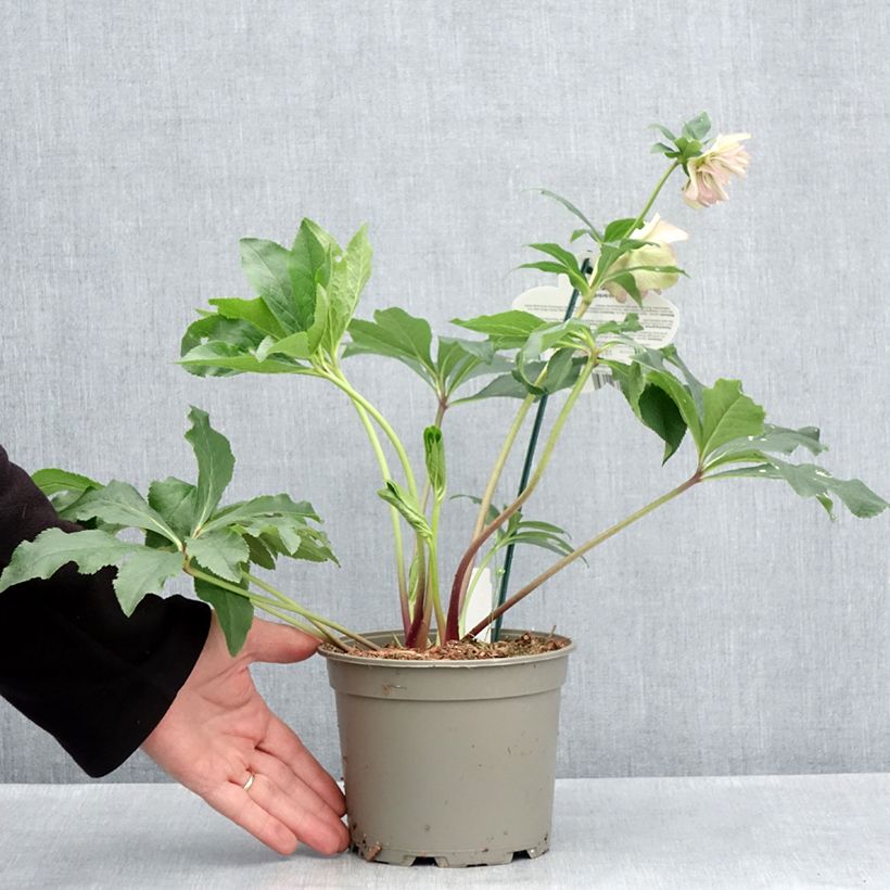 Helleborus ViV Suzanna - Elleboro Vaso da 2L/3L esemplare consegnato in primavera