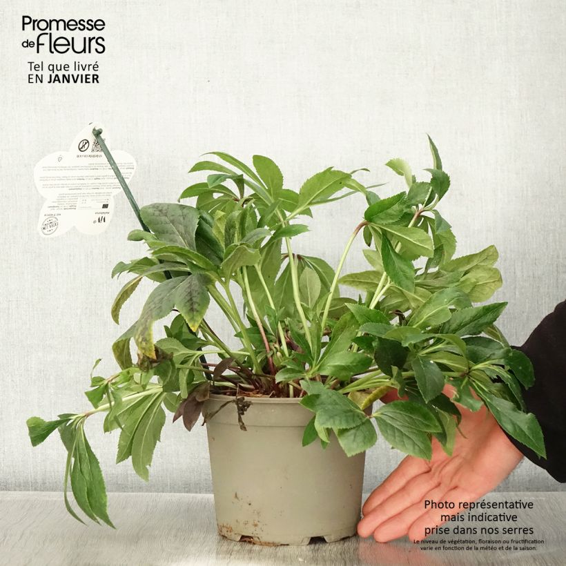 Helleborus ViV Teodora - Elleboro Vaso da 2L/3L esemplare consegnato in inverno