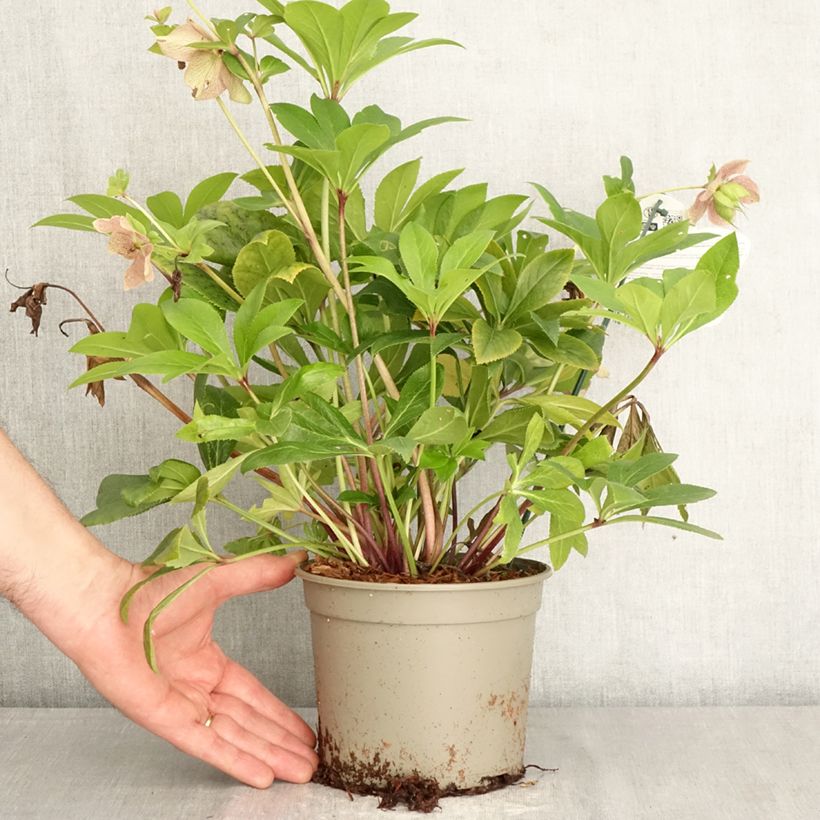 Helleborus ViV Teodora - Elleboro Vaso da 2L/3L esemplare consegnato in primavera