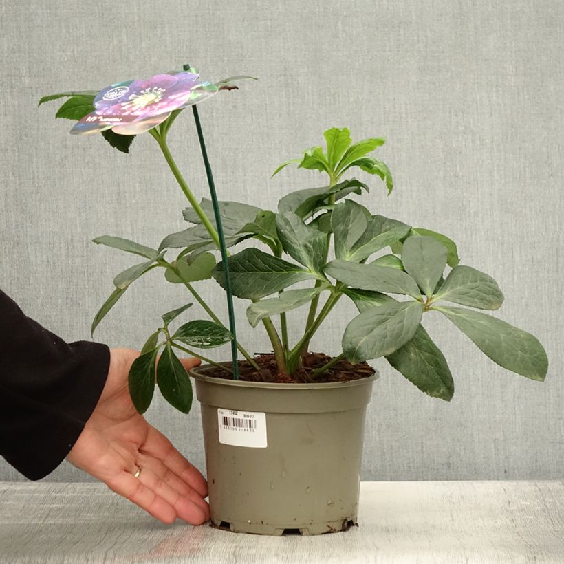 Esemplare di Helleborus ViV Valentina - Elleboro Vaso da 2L/3L come consegnato in autunno