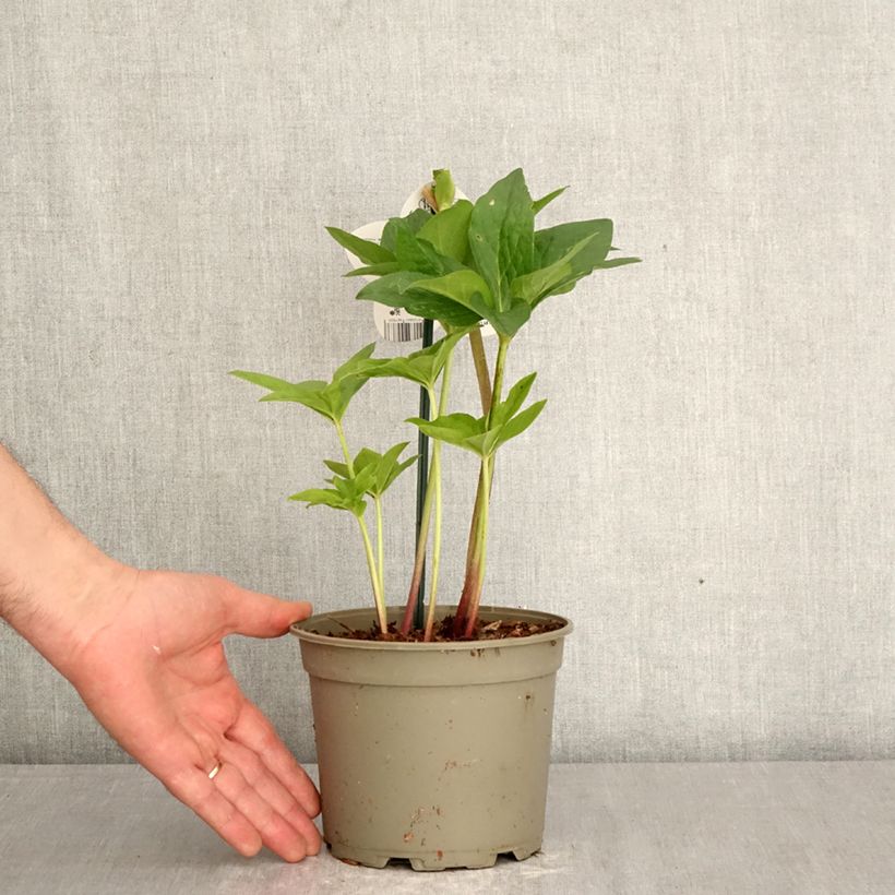 Helleborus ViV Valentina - Elleboro Vaso da 2L/3L esemplare consegnato in primavera