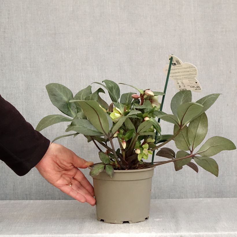 Esemplare di Helleborus ViV Valeria - Elleboro Vaso da 1L/1,5L come consegnato in autunno