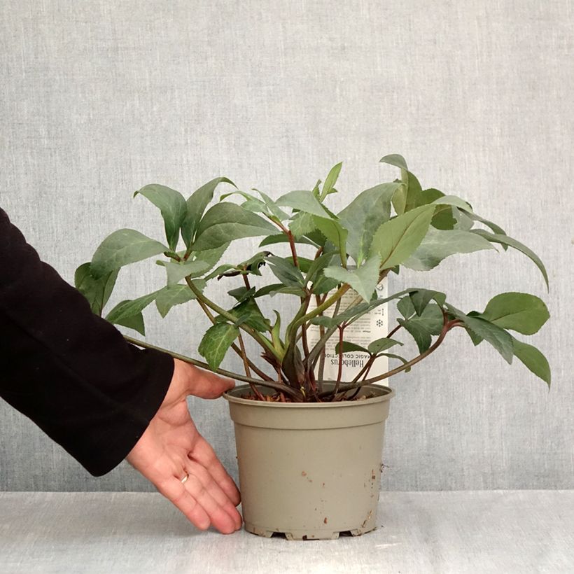 Esemplare di Helleborus ViV Wanda - Elleboro Vaso da 1L/1,5L come consegnato in autunno
