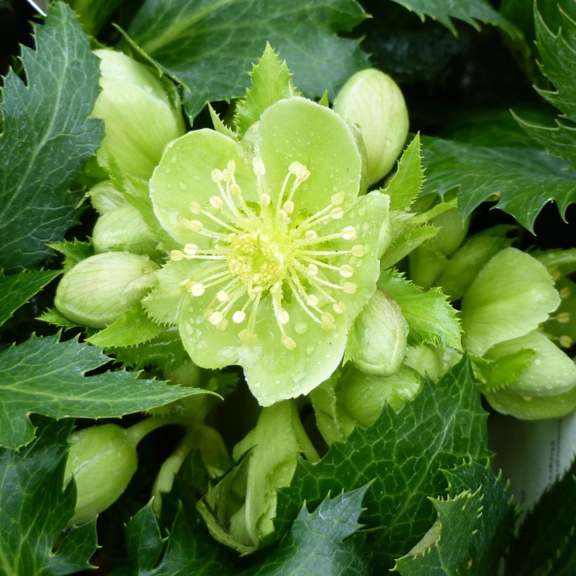 Helleborus sternii Boughton Beauty - Elleboro (Fioritura)