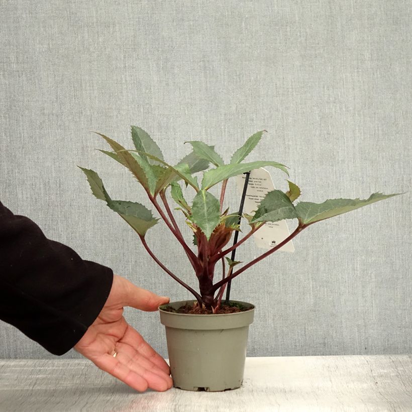 Esemplare di Helleborus sternii Boughton Beauty - Elleboro Vaso da 1L/1,5L come consegnato in autunno