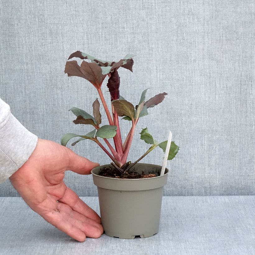 Helleborus sternii Grey Star - Elleboro Vaso da 1L/1,5L esemplare consegnato in primavera