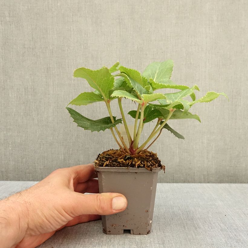 Esemplare di Helleborus sternii - Elleboro Vasetto da 8/9 cm come consegnato in autunno
