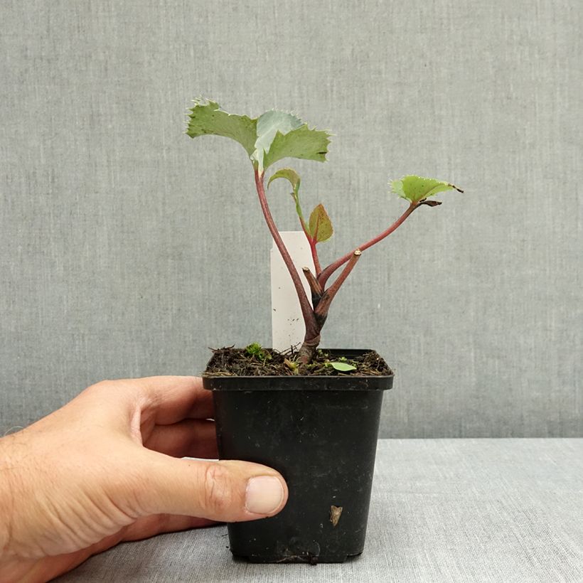Esemplare di Helleborus sternii - Elleboro Vasetto da 8/9 cm consegnato in estate