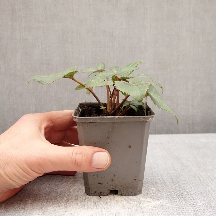 Helleborus sternii - Elleboro Vasetto da 8/9 cm esemplare consegnato in inverno