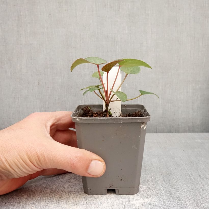 Helleborus sternii - Elleboro Vasetto da 8/9 cm esemplare consegnato in primavera