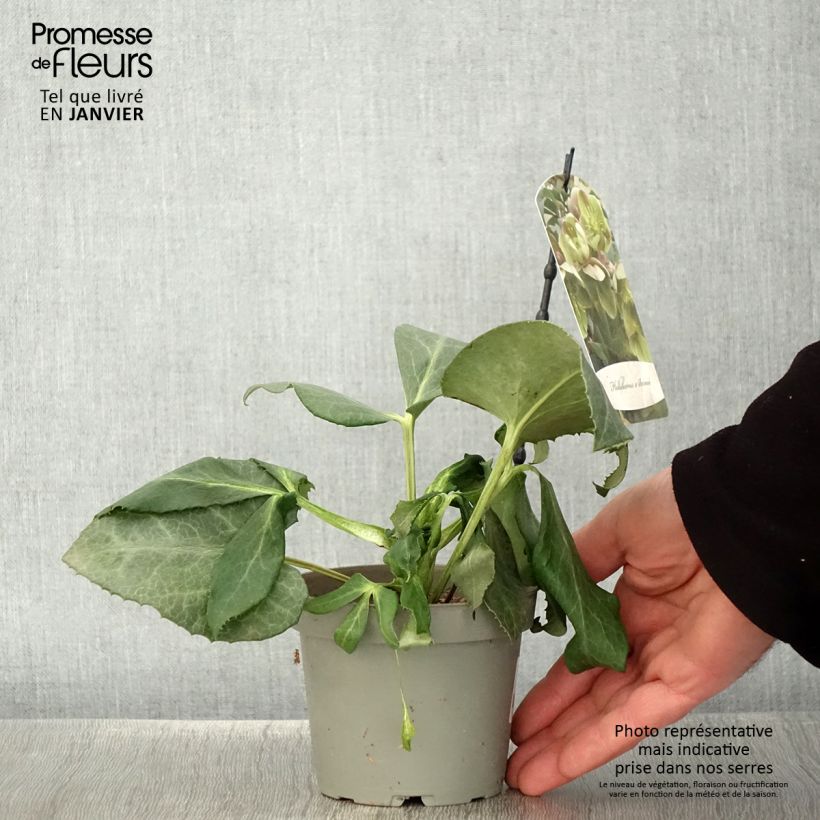 Helleborus sternii - Elleboro Vaso da Ø 12 cm / 13 cm esemplare consegnato in inverno