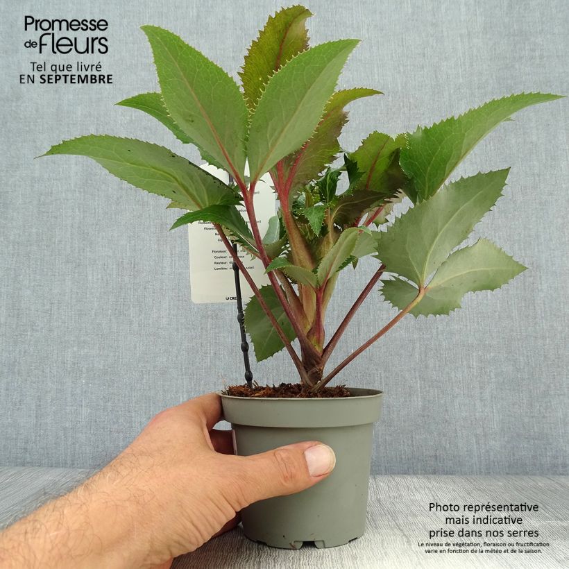 Esemplare di Helleborus sternii - Elleboro Vaso da 1L/1,5L come consegnato in autunno