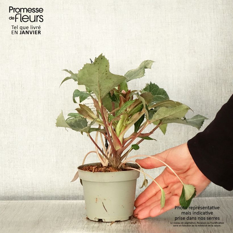 Helleborus sternii - Elleboro Vaso da 1L/1,5L esemplare consegnato in inverno